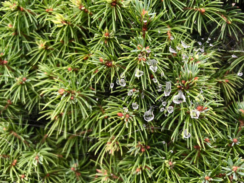 Raindrops on the a conifer