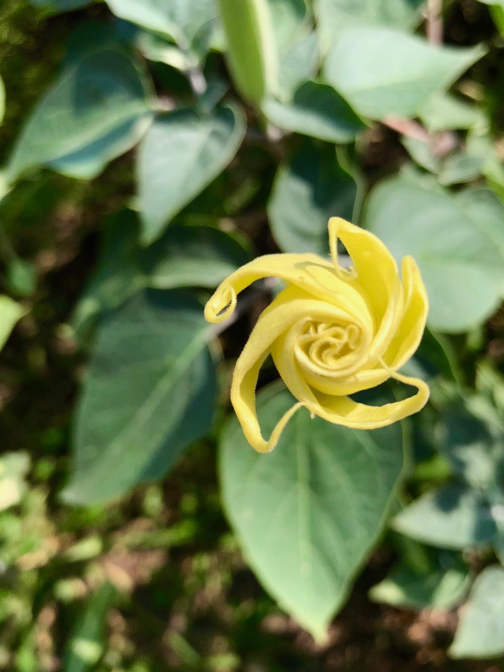 Yellow baby moonflower