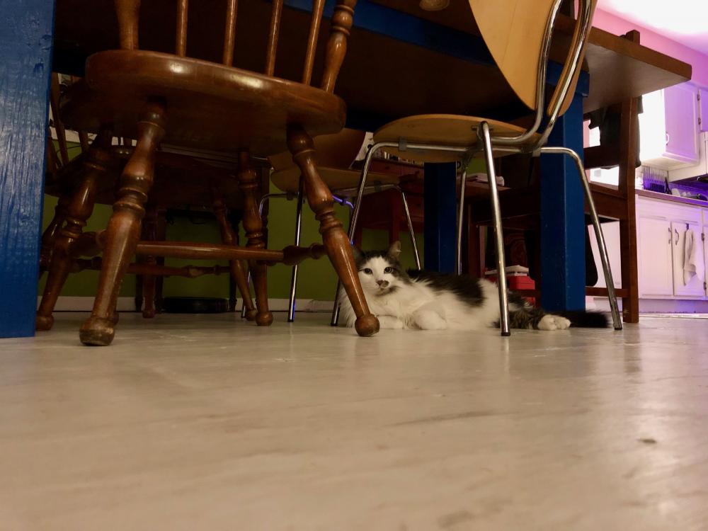 Cat chillin under the table