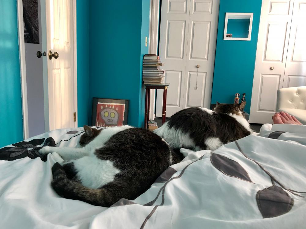 Cats hogging the bed