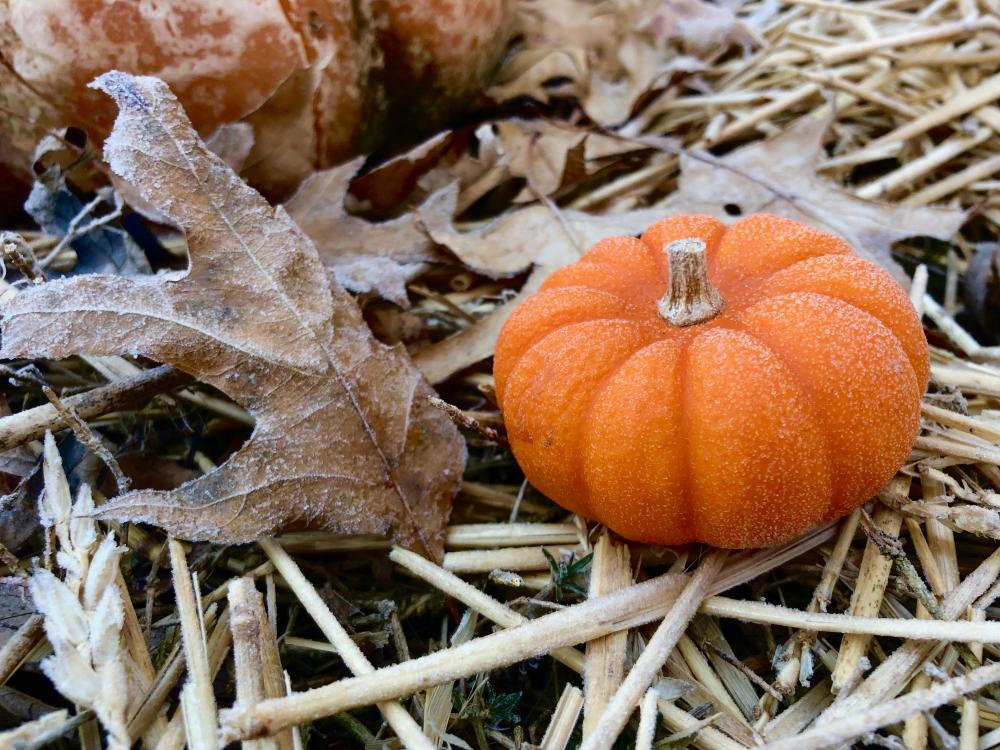 Frosty mini pumpkin