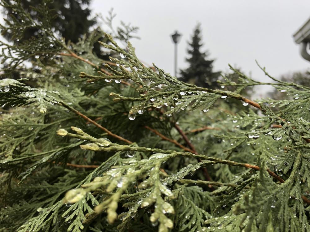 Raindrops on the conifer