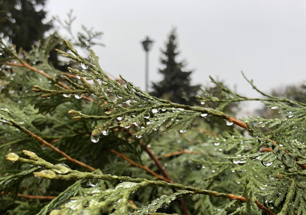 Raindrops on the conifer 3
