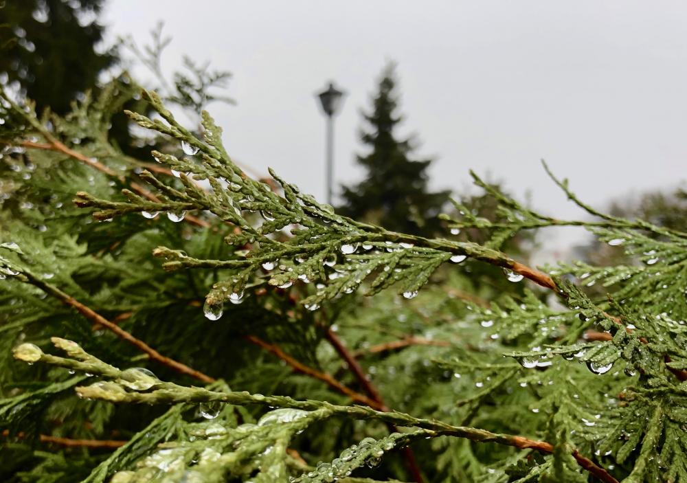 Raindrops on the conifer 4