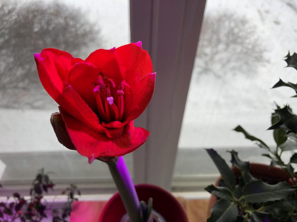Another amaryllis starting to bloom