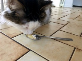 Cat eats Banana Cream Pie