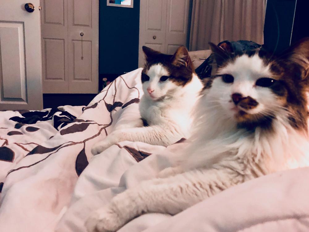 Cats and their heating pad
