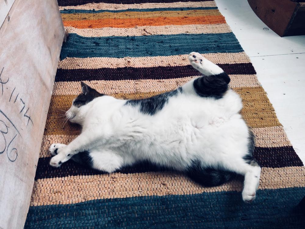 Pearl in the morning 1