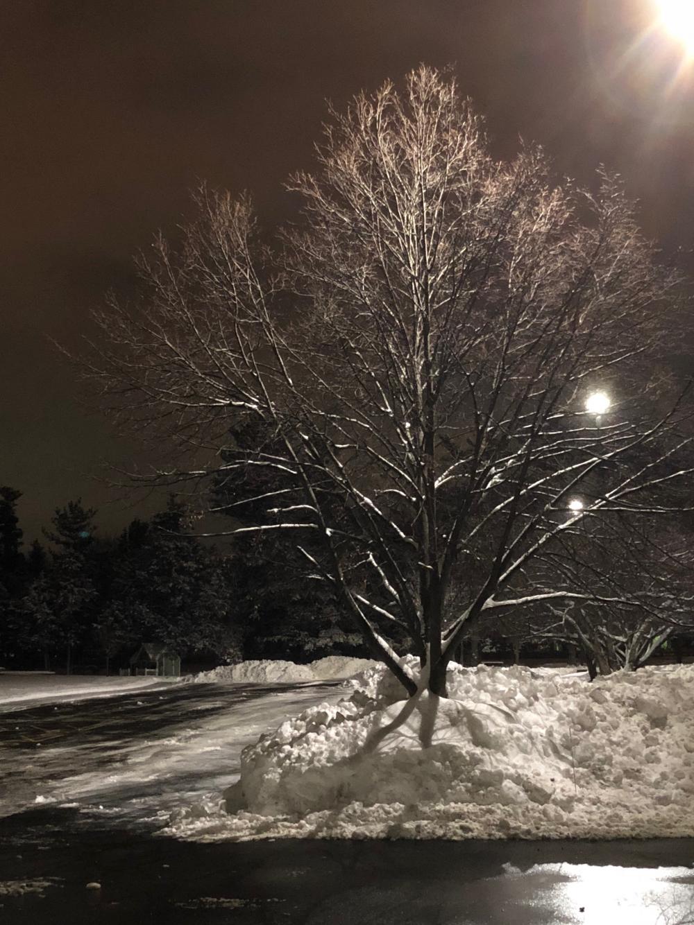 Tree with snow skirt