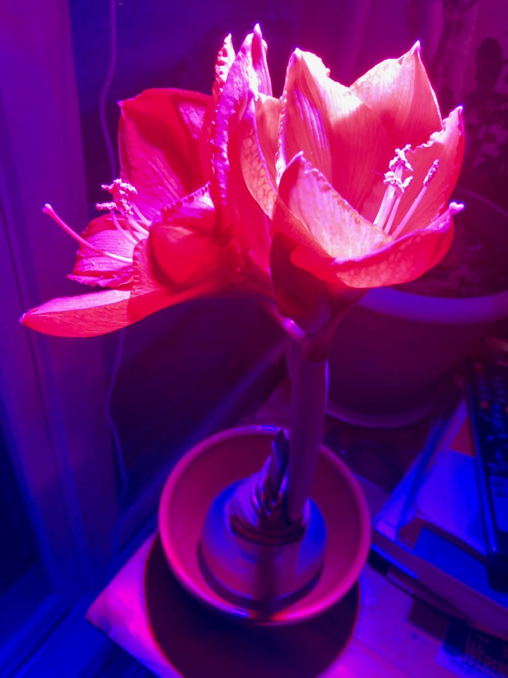 Amaryllis blooming under the grow light