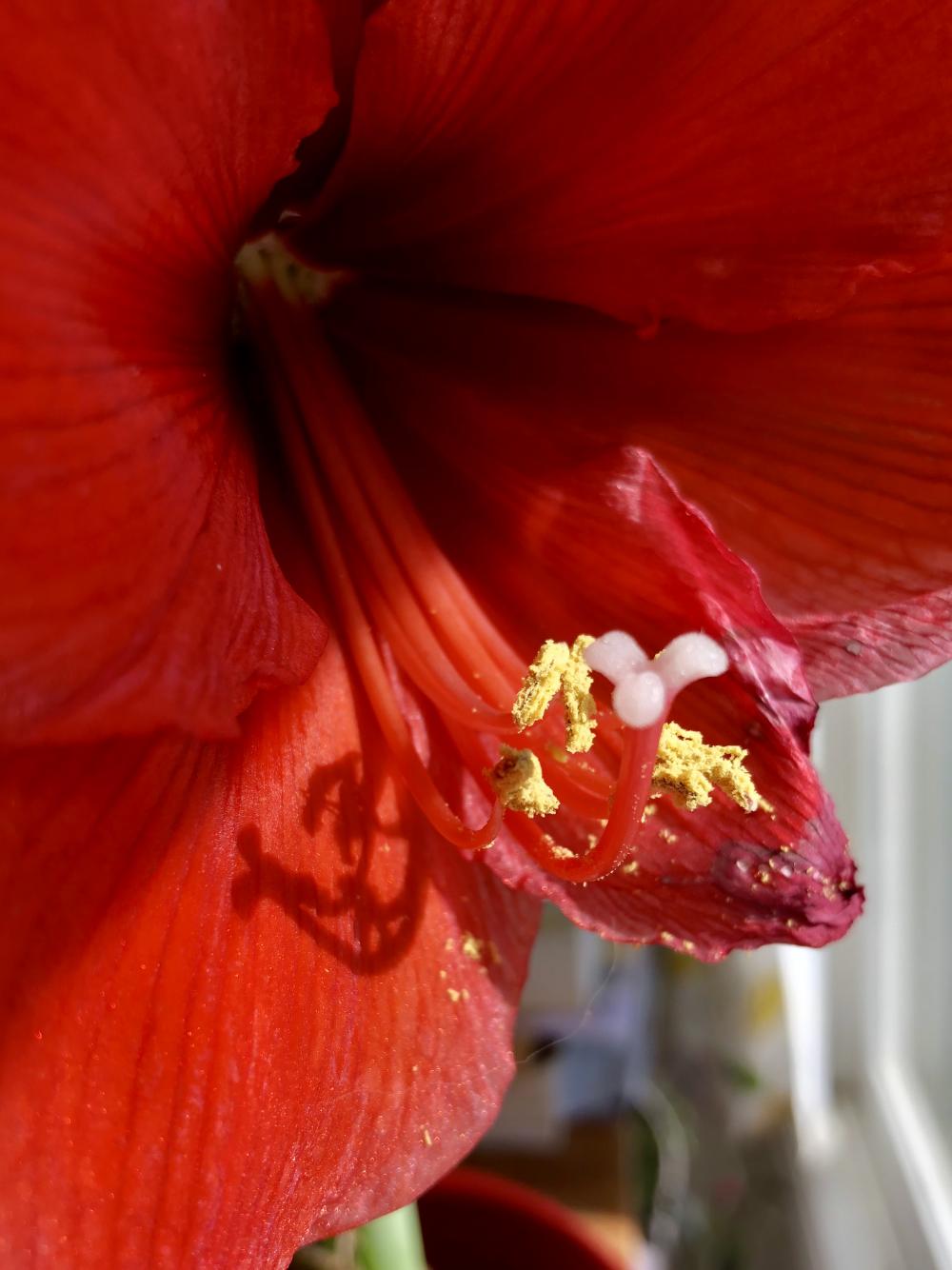 Amaryllis still blooming