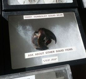 Giant Humboldt squid beak