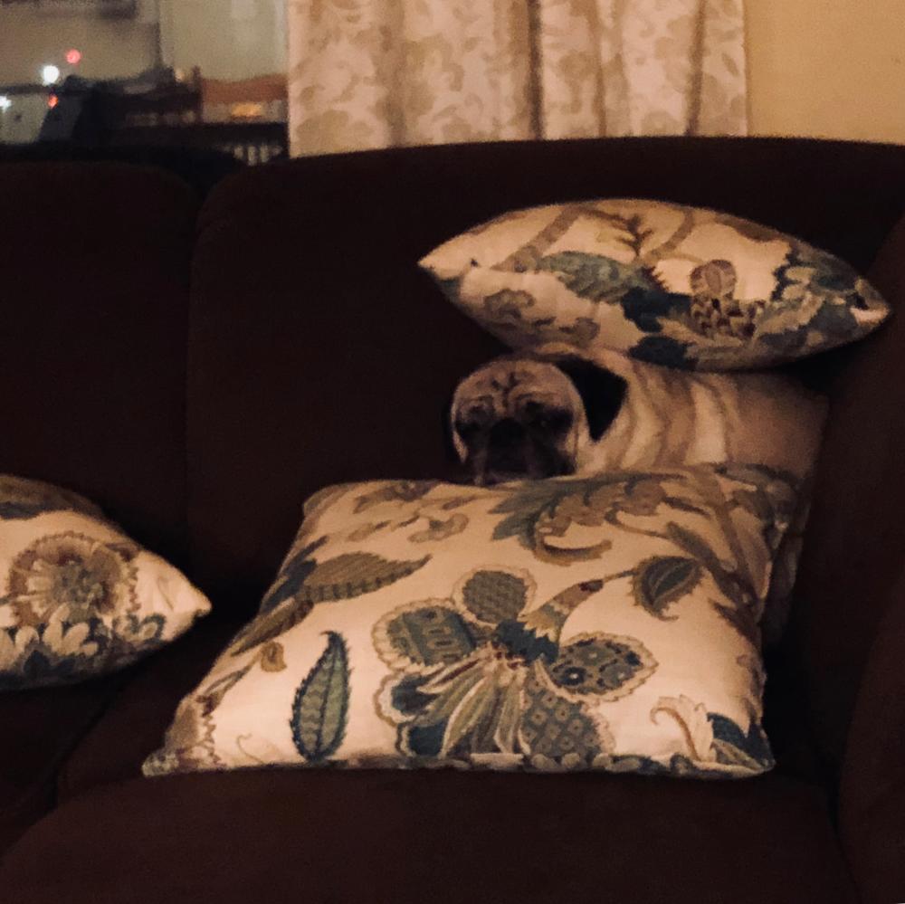 Last night's pug fort
