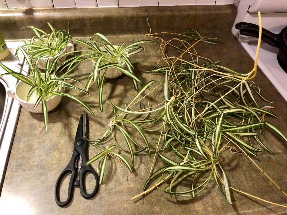 Pruned the spider plants