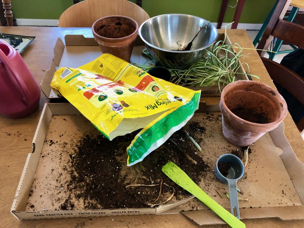 Repotting the spiderplants