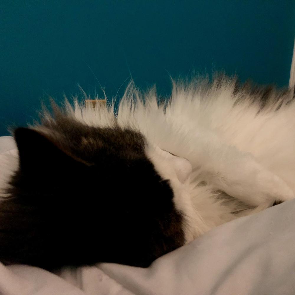 She   s all fur this one