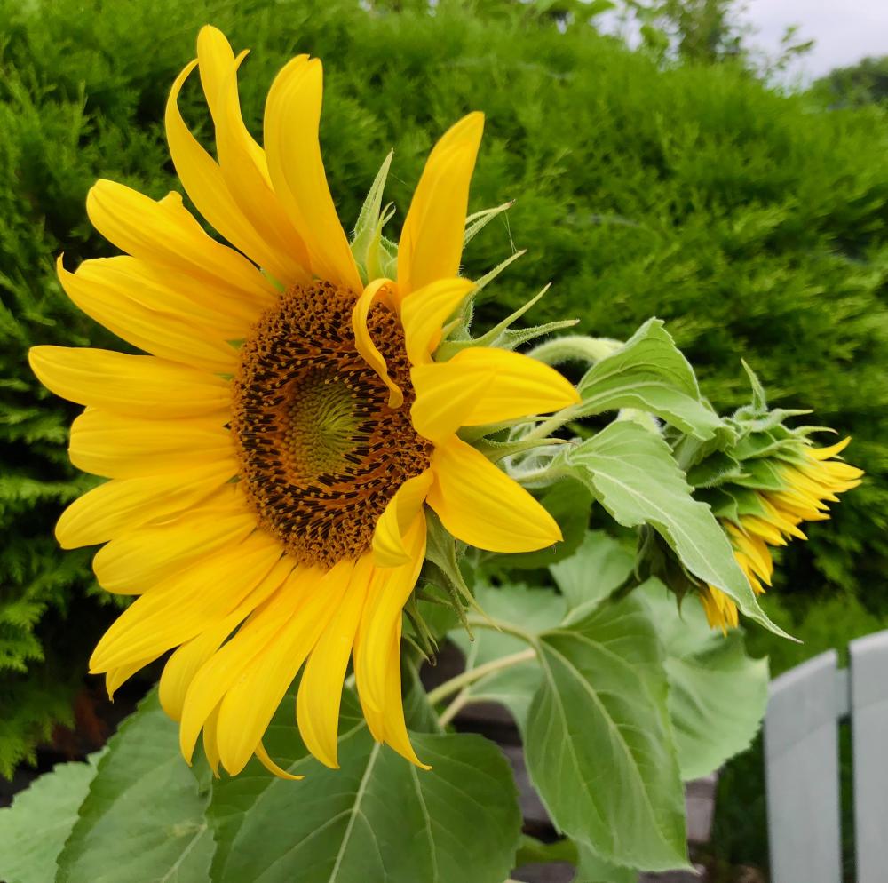 A cuppa sunflowers