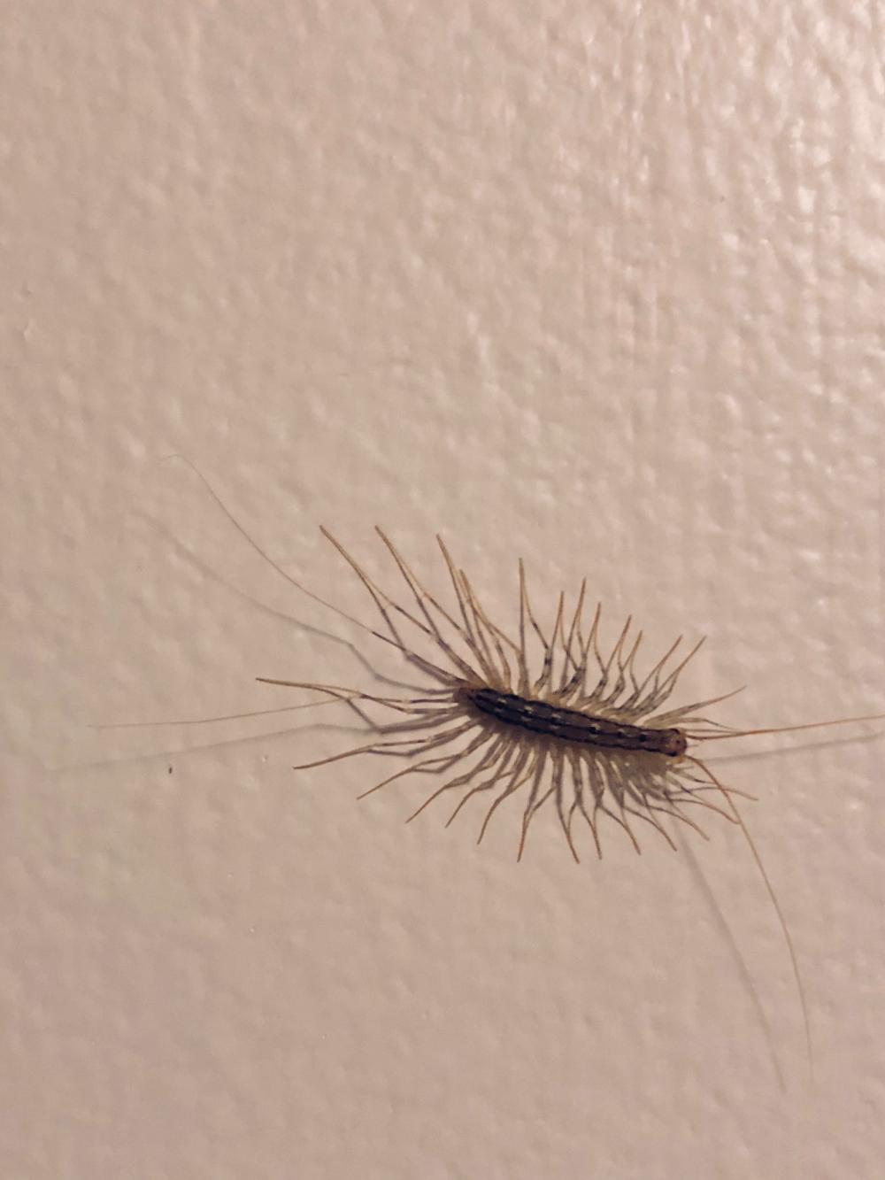 Because no centipedes 1