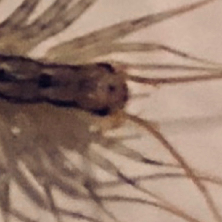 Because no centipedes 3