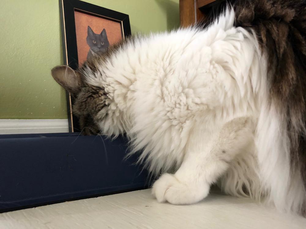 Cat in the right now