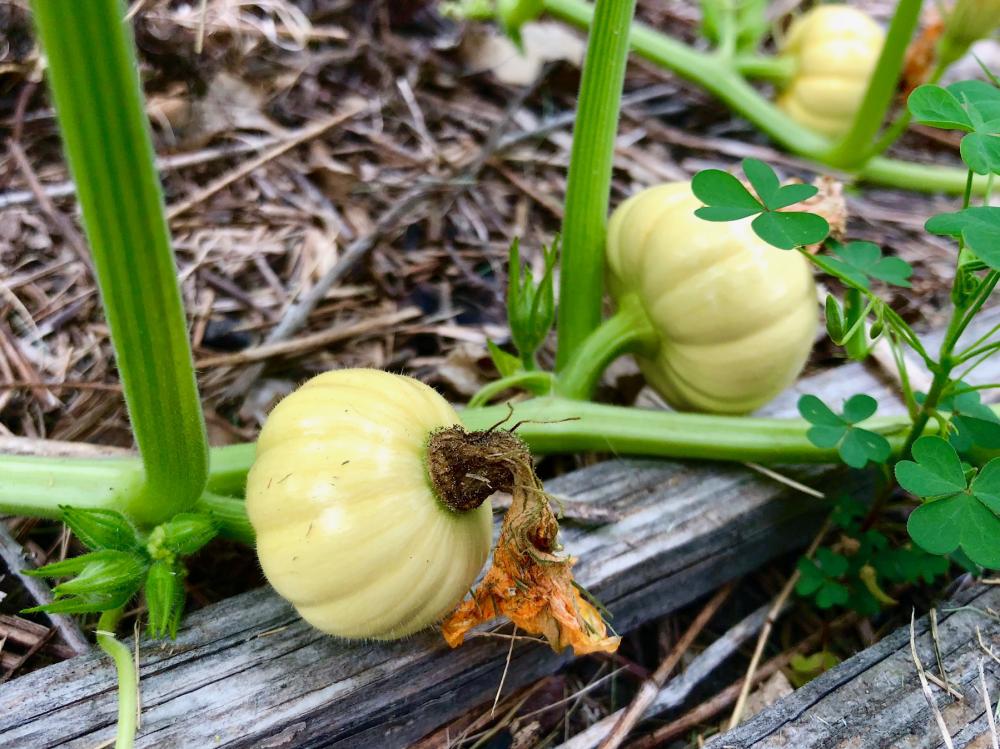 Little pumpkins, peeps!