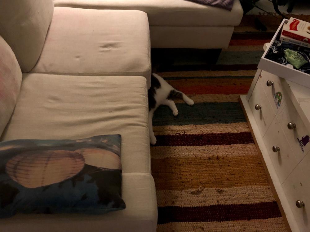 Pearl drunk under the couch