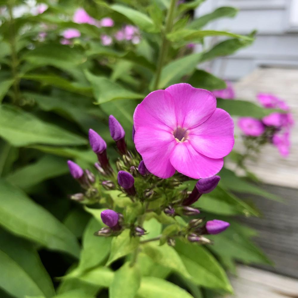 Pink Sunday Flowers