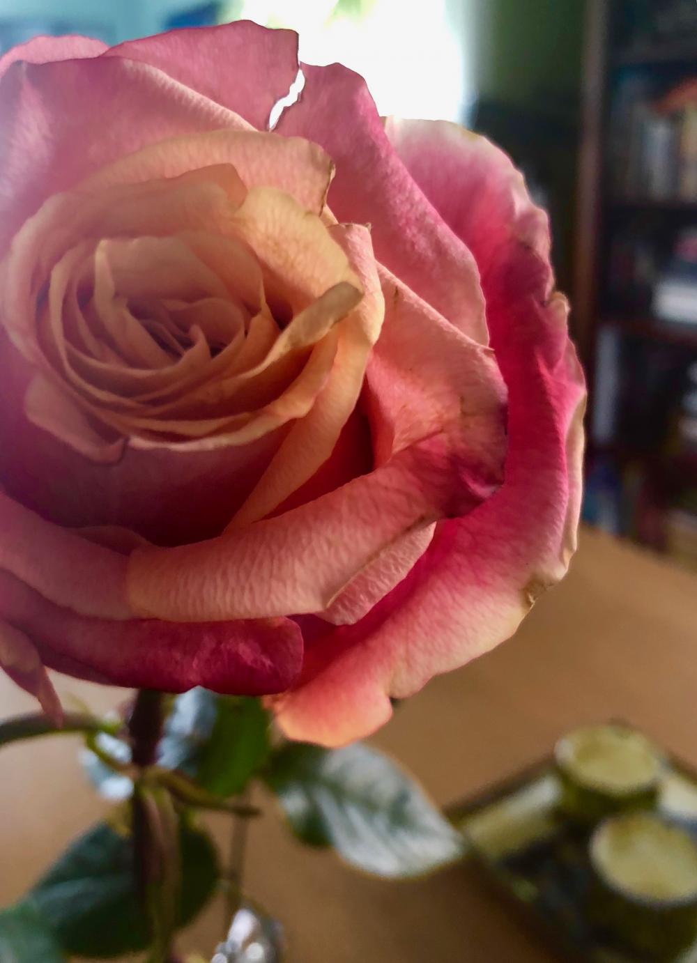 Sara gave Maggie this rose on Sunday