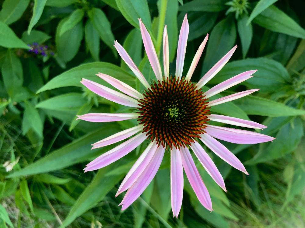 Violently young coneflower