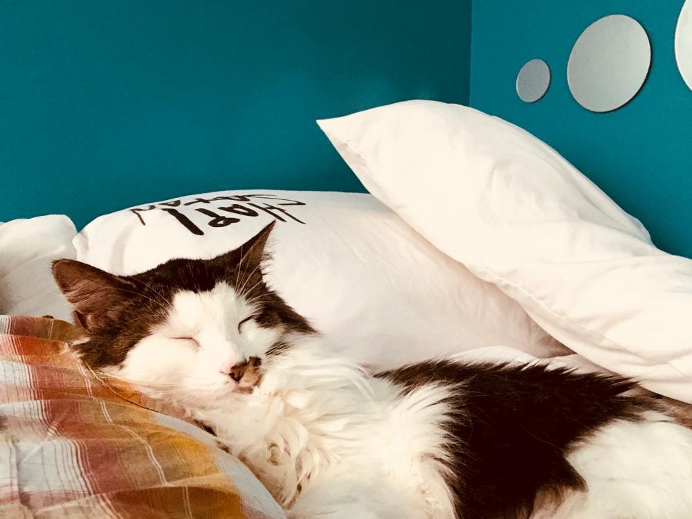 Cat naps for Jun 5th, 2018