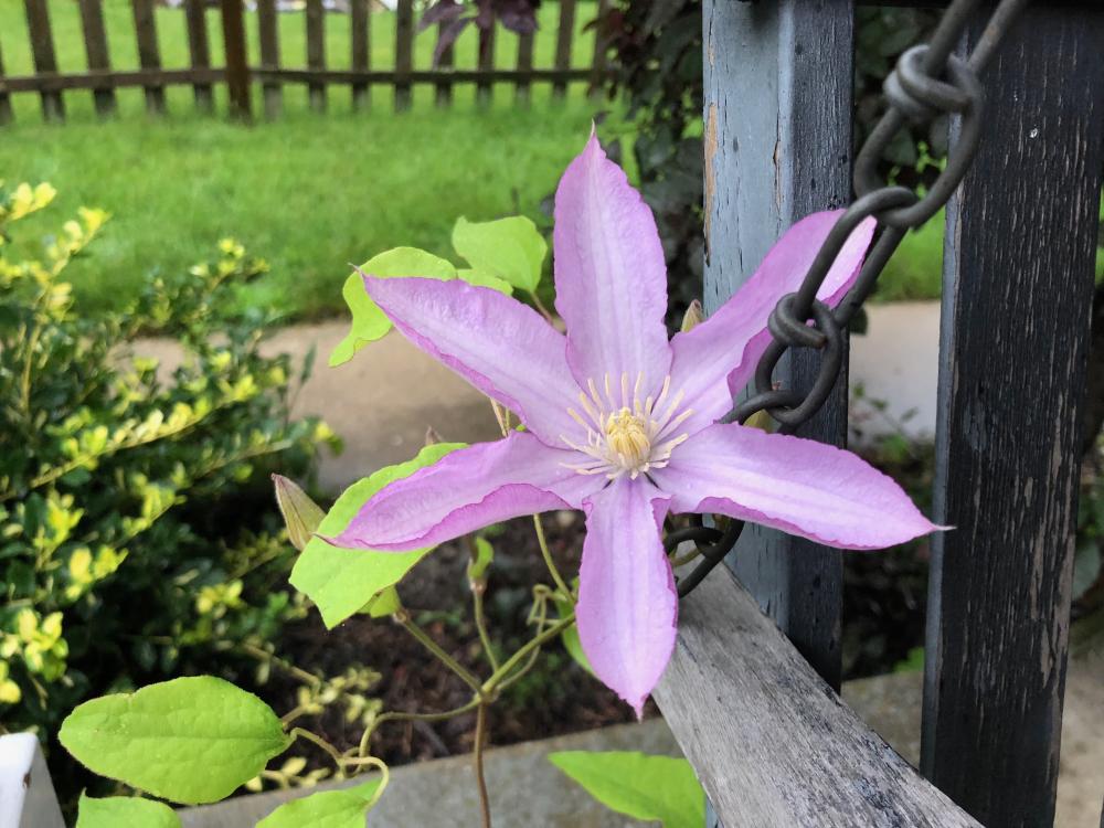 Clematis lavender