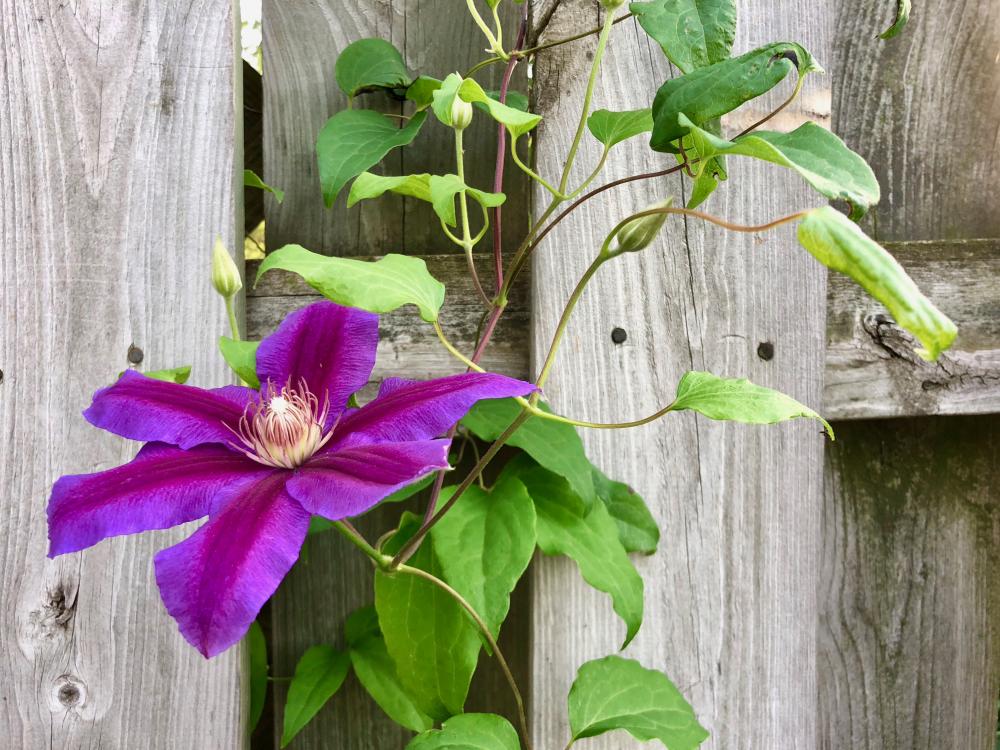 Clematis purple