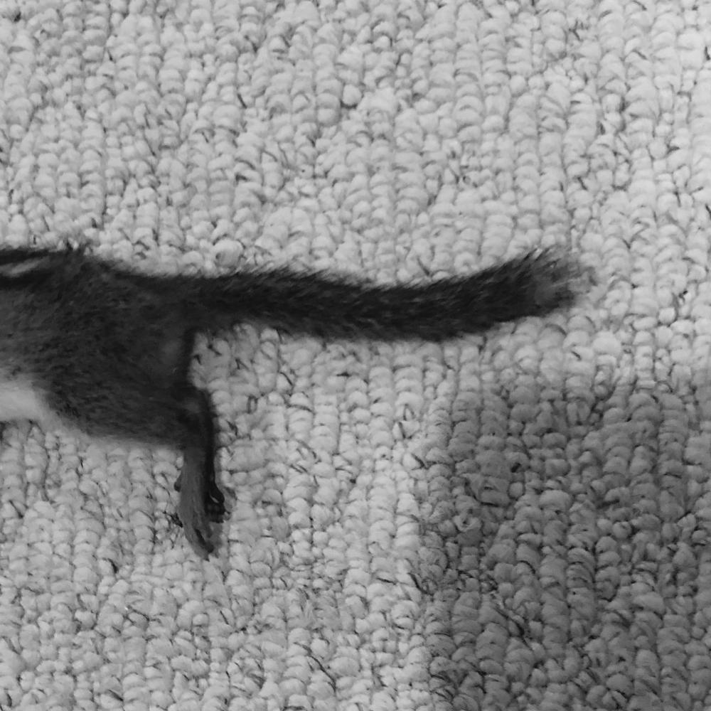 Dead chipmunk in black and white
