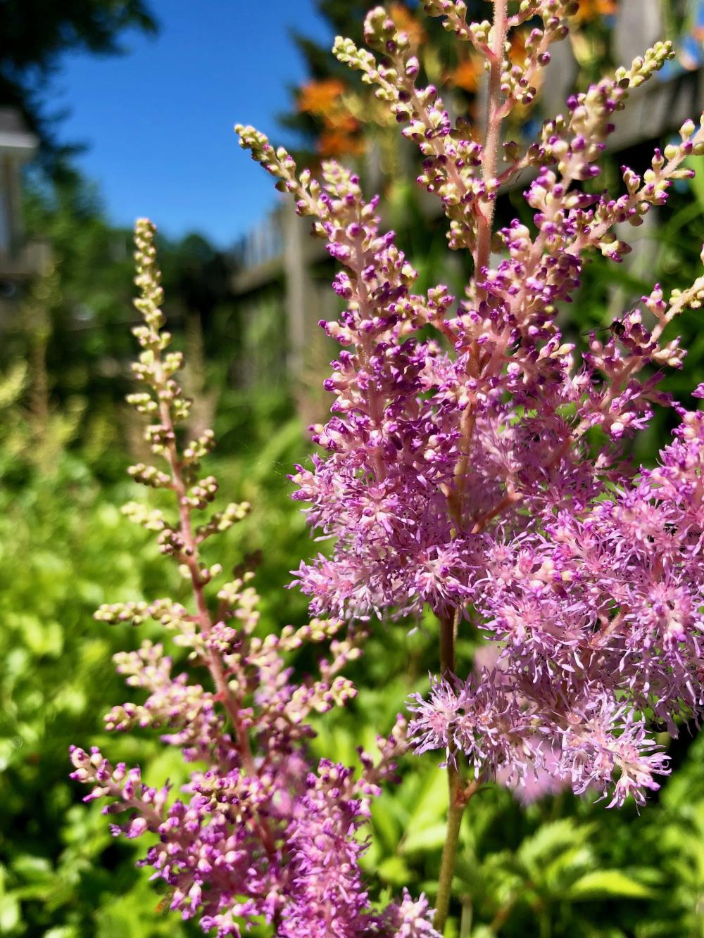 Flowers (1) for Sep 29, 2018