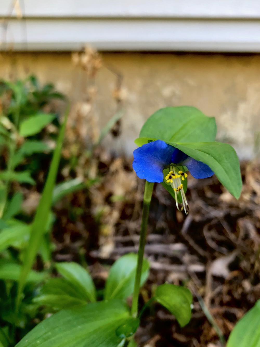 Flowers (2) for Sep 29, 2018