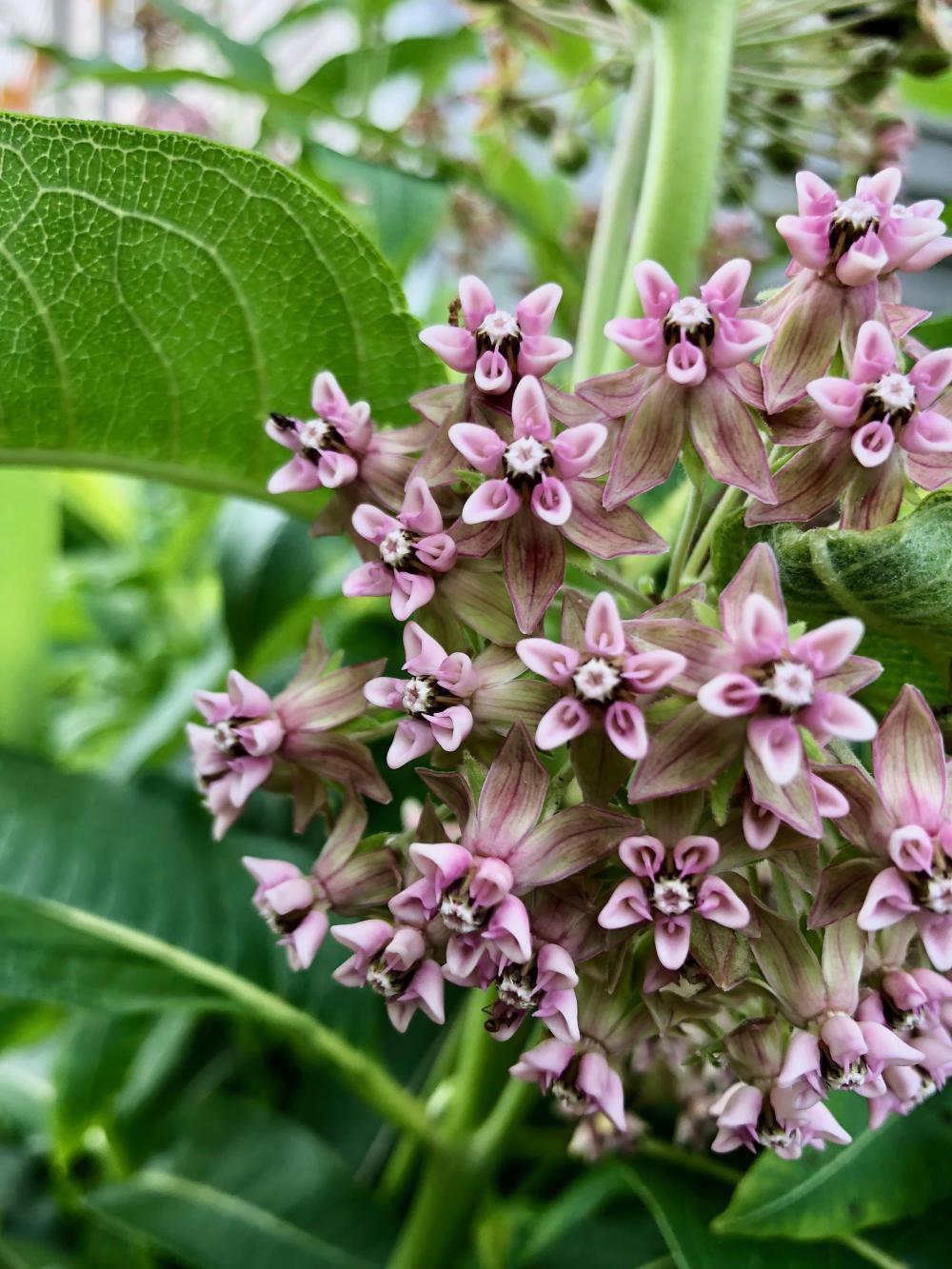 Happy morning milkweed