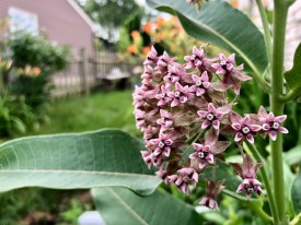 More happy morning milkweed