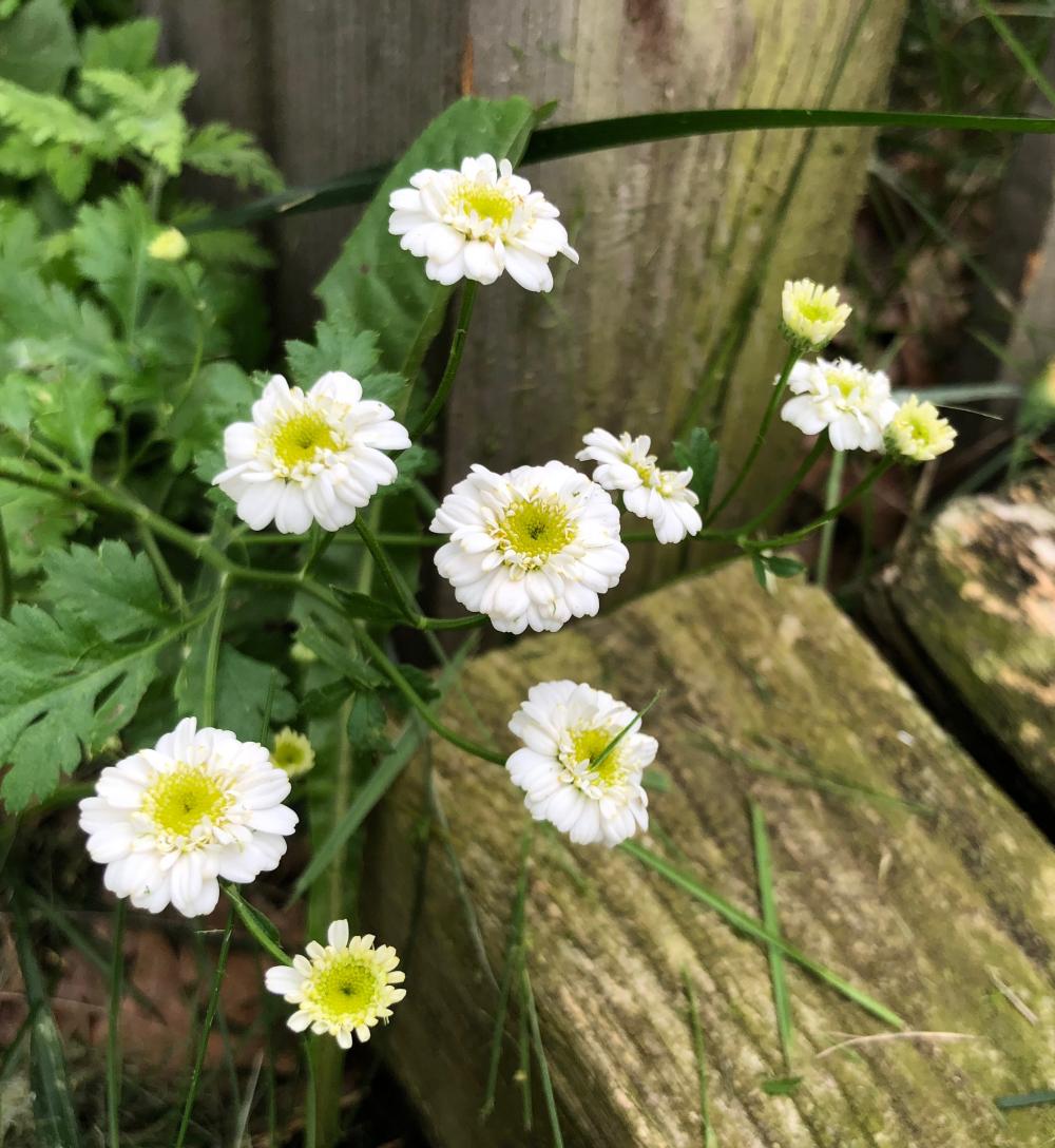 Weed with white flowers