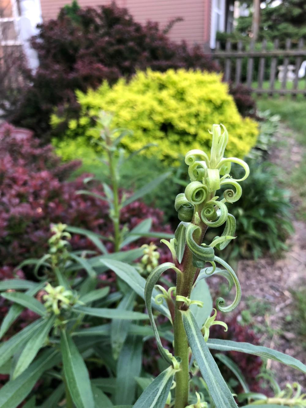 What is this plant critter
