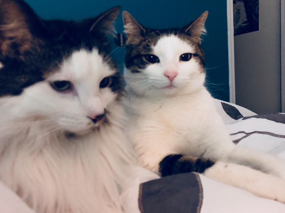 Sister cats ready for bed
