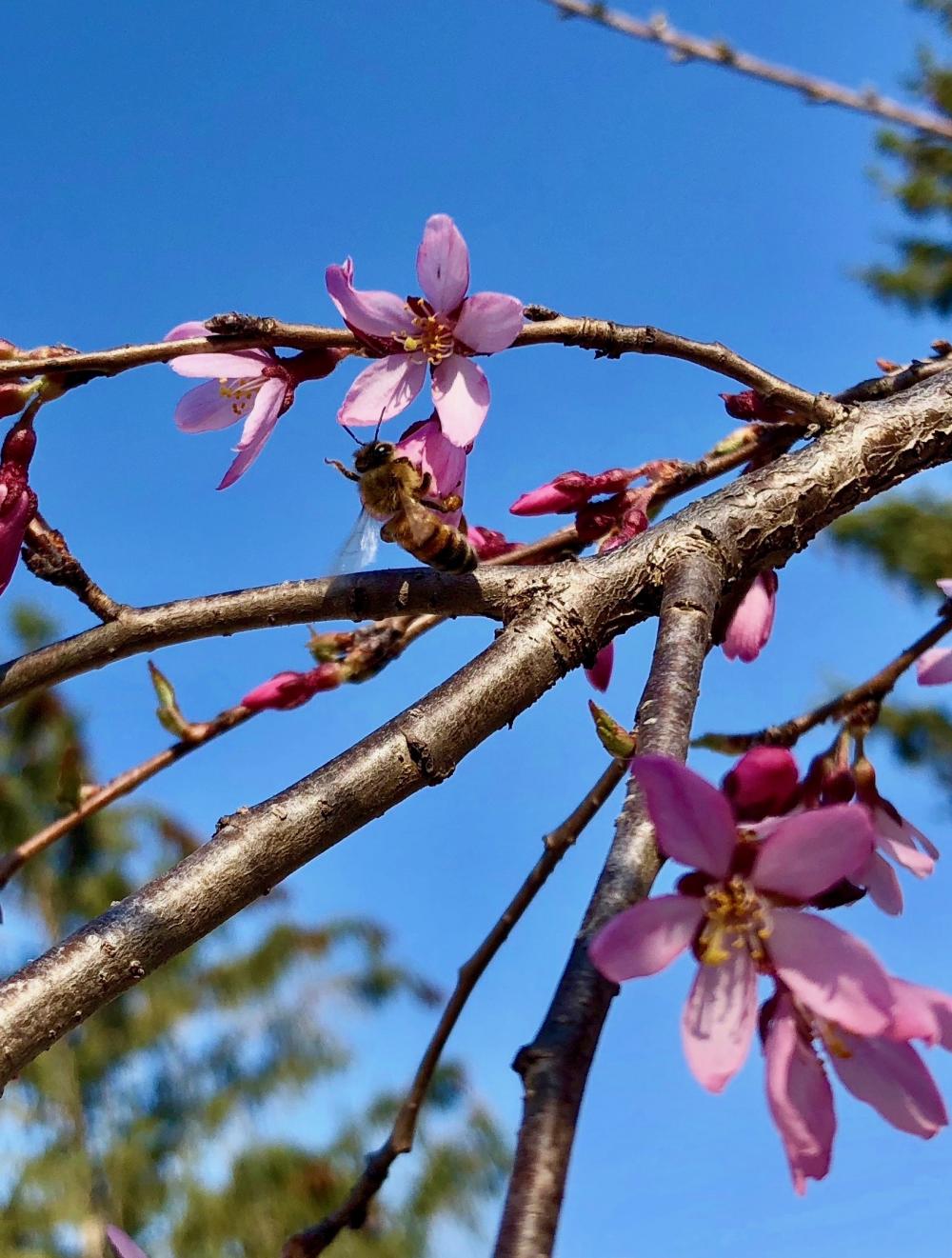 Bee waving on the cherry willow