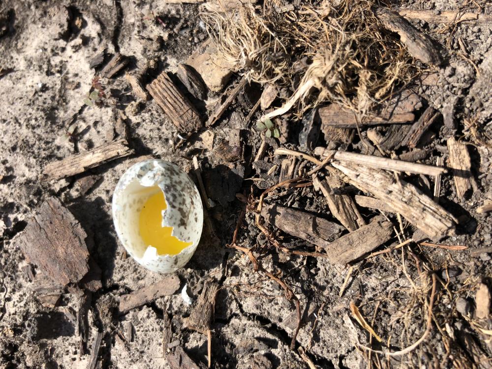 Broken egg with yolk