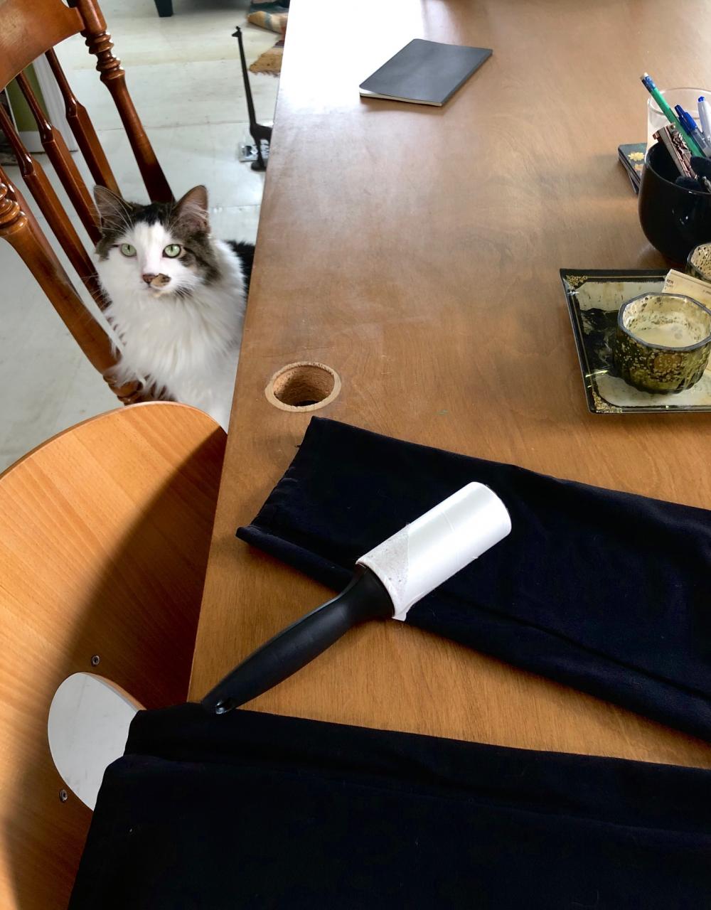 Cat and a fresh pair of black pants
