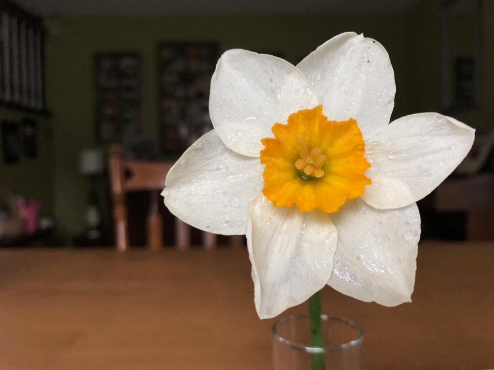 Daffodil on the dining room table