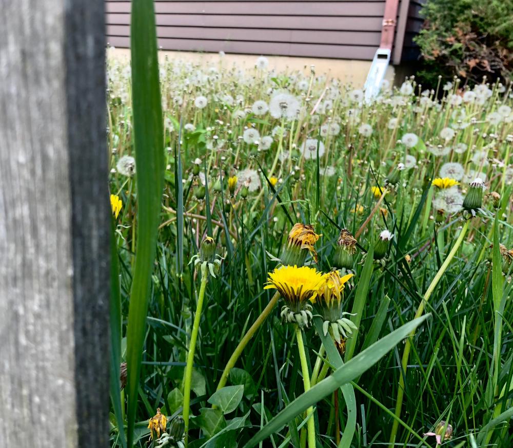 Dandelions taking over the world