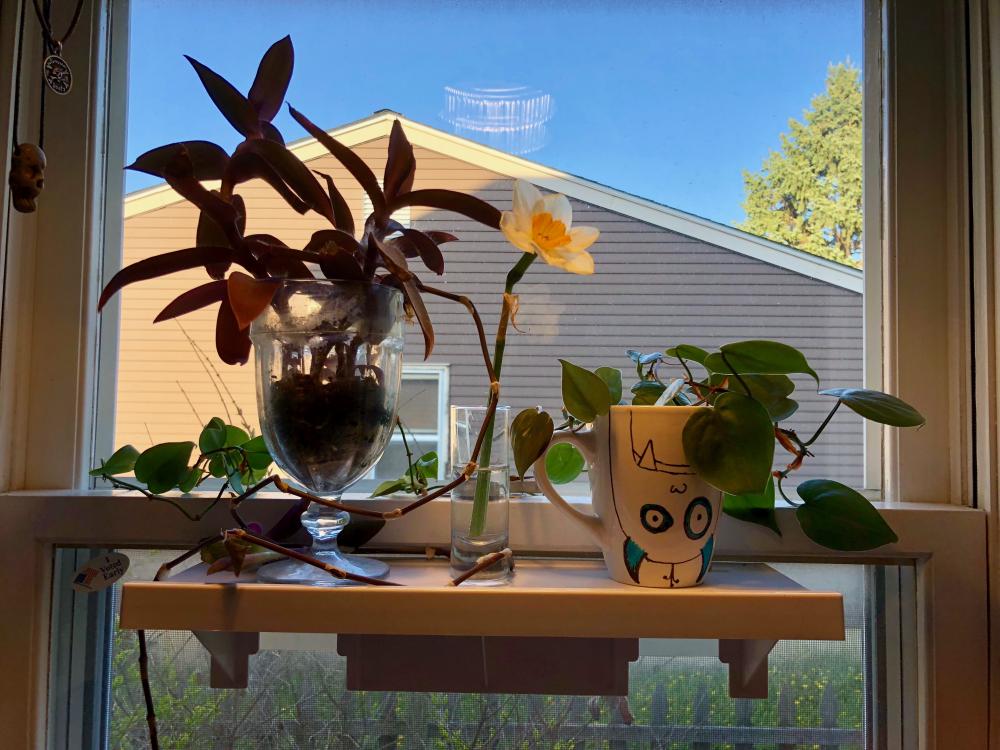 Kitchen window plant shelf