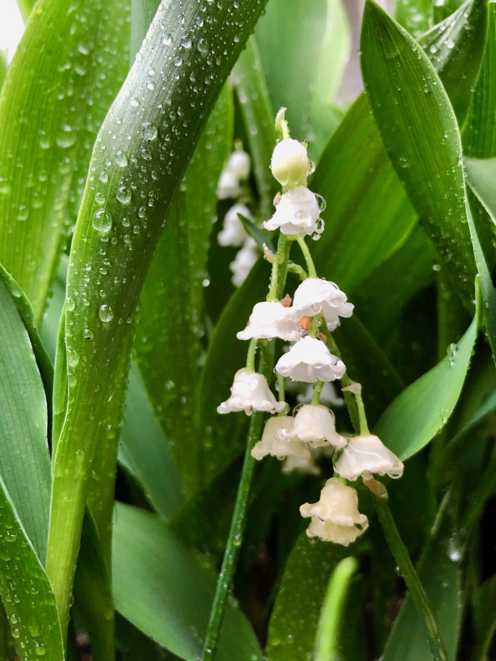 Lily of the Valley all rainy like this morning