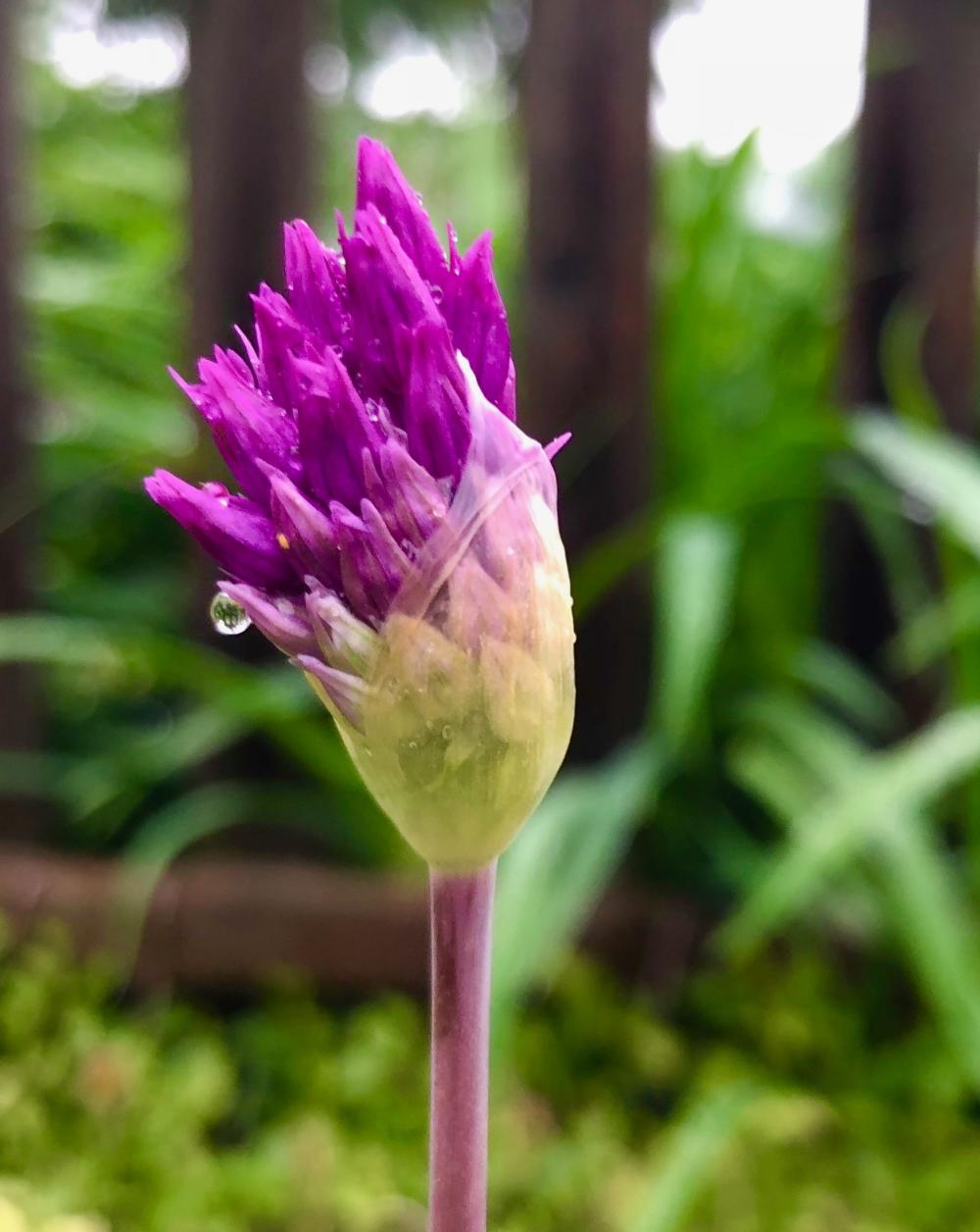 Purple allium starting to bloom