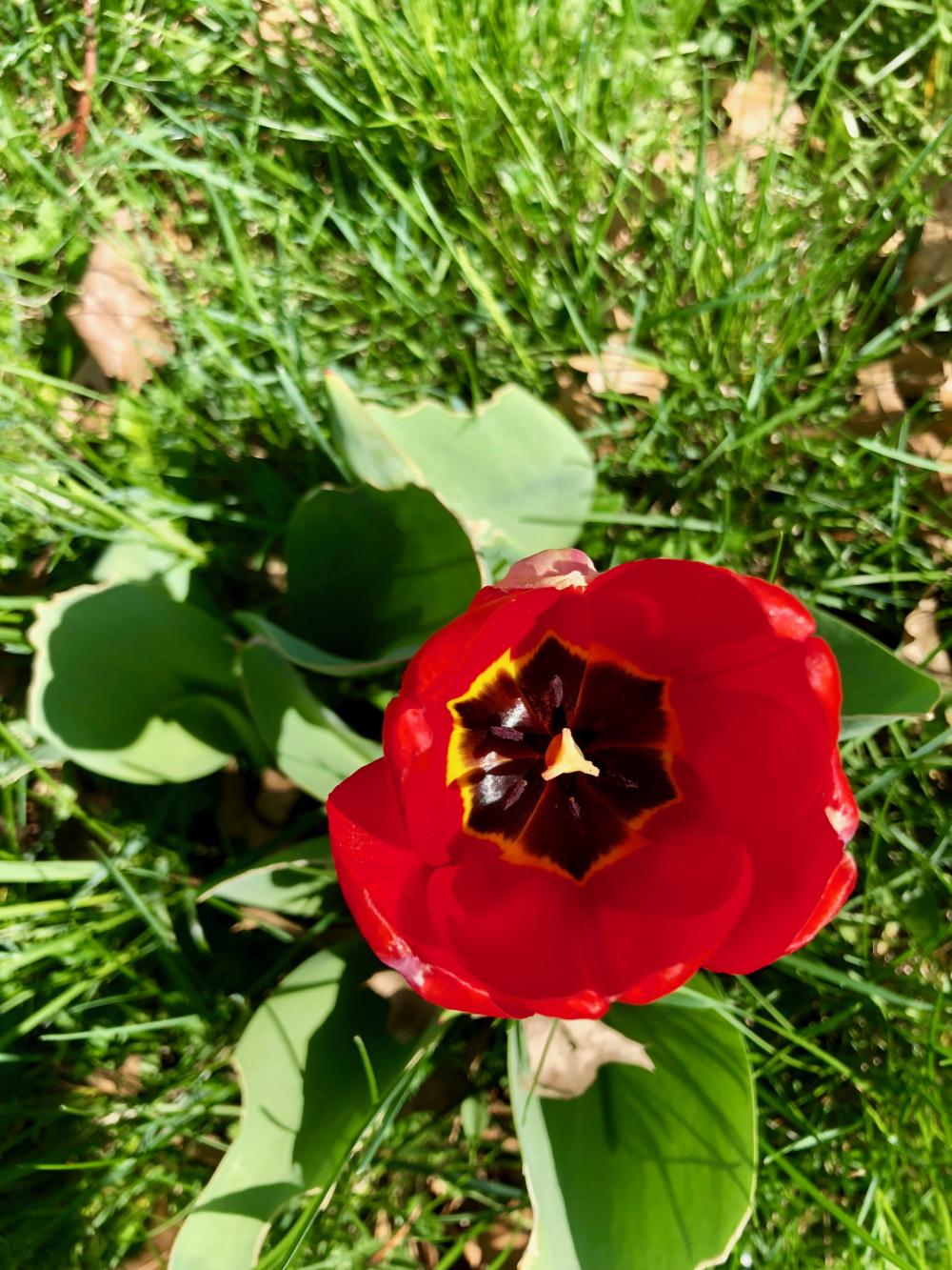 Red tulip inside view