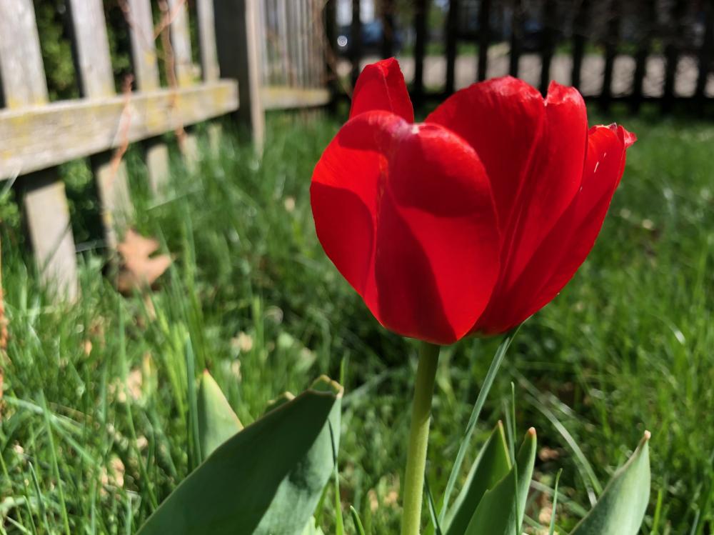 Red tulip side view